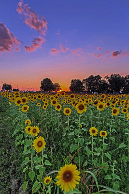 Evening in the Sunflower Field