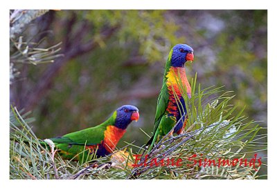 Lorikeets like to drink nectar from grevillea flowers.
Luckily, I found these two in a friend's garden while 
having a cup of tea late on Sunday afternoon.