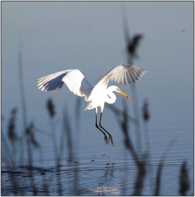 A white Egret in action.