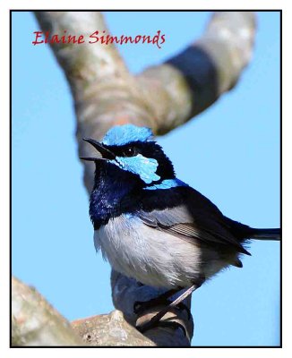 One of my resident superb fairy wrens
was being particularly co-operative recently.
I never tire of their constant flitting around the garden.
Their singing gladdens my heart.