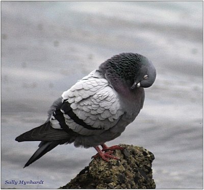 A sleeping Pigeon Taken under Windang Bridge.
It looked so peaceful i had to capture it!