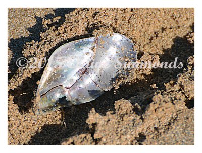 Taken in suitu, this little beauty  caught
my eye despite it being among lots of foot
prints and car tracks.
Lots of shells have been washed up on the beach
due to high tides lately.