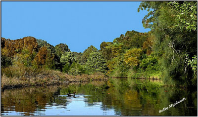 This shot was taken whilst kayaking
on our Little Lake where i live.
The little duck kept me company.