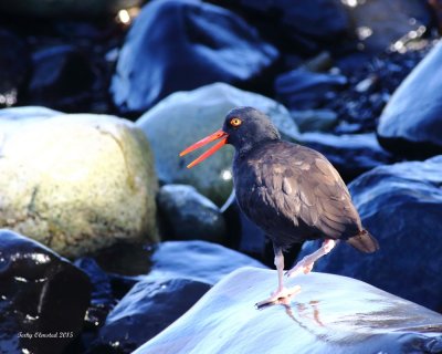 9-21-2015 Oyster Catcher with a 'happy' attitude