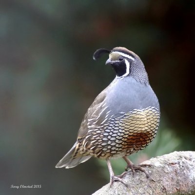 10-17-2015 California Quail - the lookout