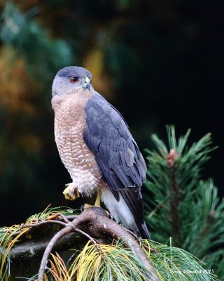 10-8-2015 adult Coopers Hawk