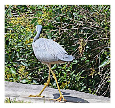 This heron took its time walking along the path near the sand dunes. I was have a much needed coffee under the surf club when I spotted it. I have been trying to get a photograph of one of these beautifiul birds for a while.