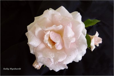 I picked this lovely rose
growing in a pot outside my cabin.
It smells as lovely as it looks.
Its wonderful to have summer on our doorstep again!
