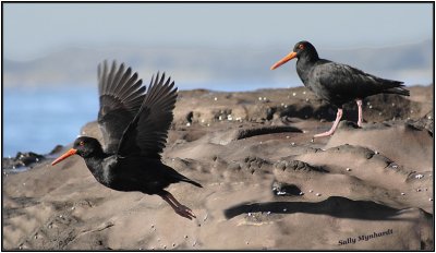 I have discovered a spot where
these Oyster Catchers enjoy a feed at low tide.
