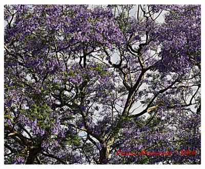 At the moment the jacarandas are in bloom
giving the land the most beautiful mauve
hue.