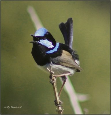 This little Blue Wren was singing away
and did not seem to mind my closeness.