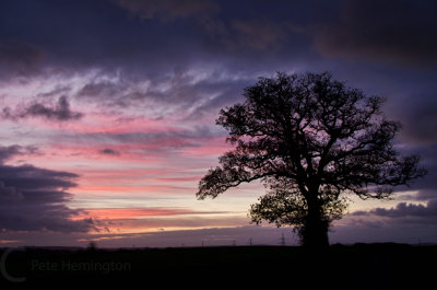 Sunrise and tree