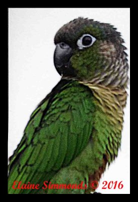 I met two delightful young men
and their dad with this young,
tame, green cheek conure.
I did not have my camera but managed
to get a couple of photographs with my iphone.
Thanks Daniel for letting me take these shots.
Thank you for teaching me about a bird I 
knew nothing about. 
