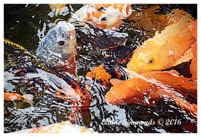 These are carp in the
Japanese Gardens which are
attached to our Regional Art Gallery
in Gosford.
As you can see, the carp are very tame.