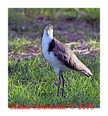These birds are ground dwellers. 
The males assist with caring for the eggs.
They have a  spur on their legs to assist
with defense.
The nests are usually found in open grasslands.
(Often school playgrounds).  
It doesn't take long for people to learn to stay well away.
