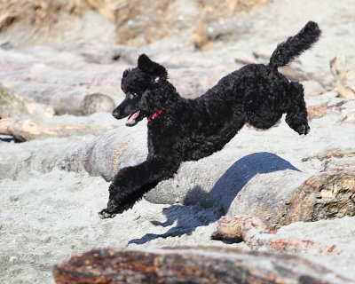 1-24-2016 Teddie at the dog park