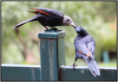 Red Winged Starlings taken
whilst in South Africa