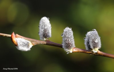 1-28-2016 Pussy Willows, Woodway, Washington in January