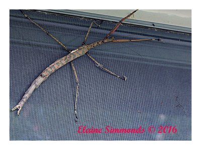 Spotting this wonderful 
specimen of a
Giant Stick Insect
on my fly screen the other day.
I managed to get this shot of him before he
wandered off into the shrubbery.  
I saw him (perhaps) about a year ago.
Nice to see he is still a member of our ec0-system.
He was about 25cms (10 inches) long.
