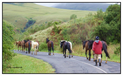 These horses are being herded to greener pastures to graze. This shot was taken whilst on a short visit to the Northern Drakensburg mountains in Natal South Africa.
Hal is familiar with this area so will appreciate a peep
at it!