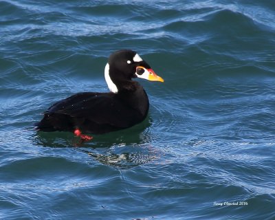 2-12-2016 Surf Scoter, Edmonds Waterfront