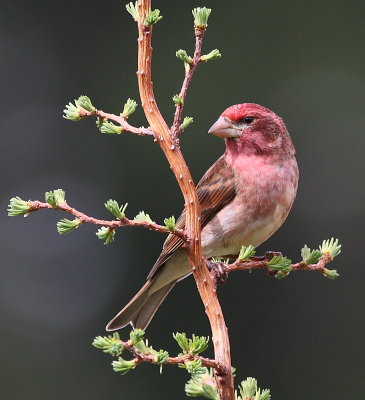 4-18-09 Purple Finch