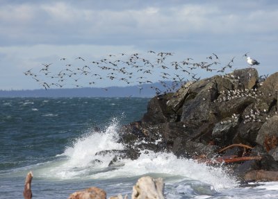 2-18-2016 Dunlins on the Rocks