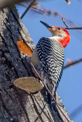 Nesting Time