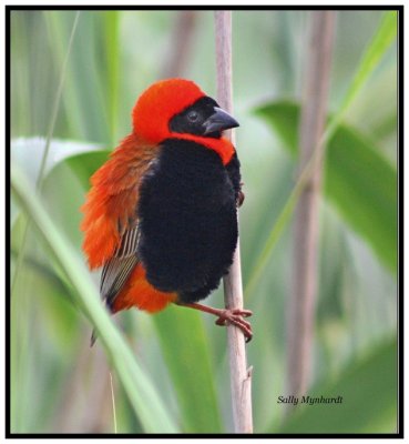 I spent many early mornings trying to capture
Waxbills breeding in the river reeds at my families farm in Greytown. I finally got lucky with this bright little fellow !