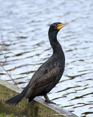 3-3-2016 Double Crested Cormorant 