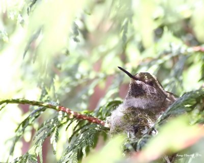 3-8-2016 Annas Hummingbird on new nest
