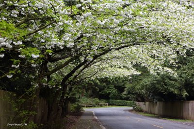 3-29-2016 Cherry Blossoms over N. Deer Drive