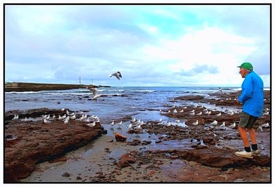 Hal feeding the gulls at Shellharbour Village beach.