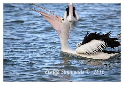 A local pelican rescue team runs a
feeding session daily to check on the health
of the pelicans and to ensure that none have
injuries from fish hooks or fishing line.
This pelican was lucky enough to catch one of
the fish..I was lucky enough to catch this
shot.