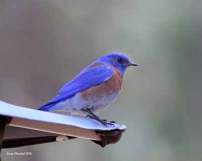 4-28-2016 Western Bluebird