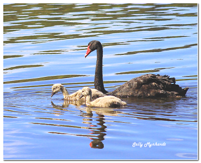 I have been waiting for so long to see a family of swans at Kilalea. Today i got lucky! There were three cygnets. The third was behind some reeds.