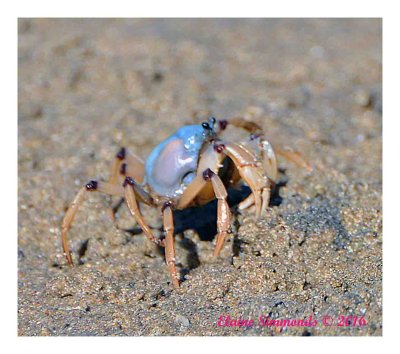 On a much over due visit
to see
Hal and Sally, I spotted
this soldier crab just before
he burrowed into the sand.
