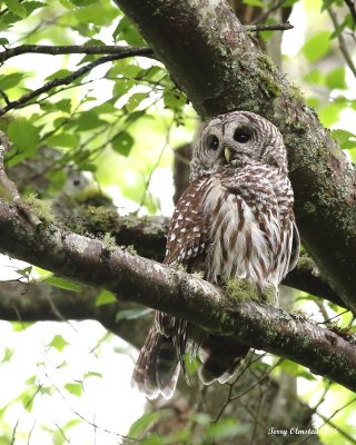 5-16-2016 Barred Owl