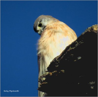 A young Kestrel taken whilst out walking.