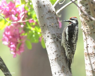 5-30-2016 Red Naped Sapsucker