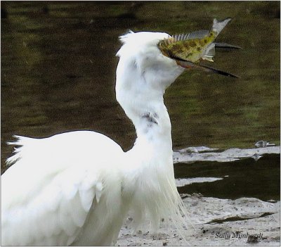 Whilst walking recently, I watched this young Egret
catch and eat a fish. 
It was a good size and it battled to swallow it.
A gull swooped down to share it, but the Egret won in the end!