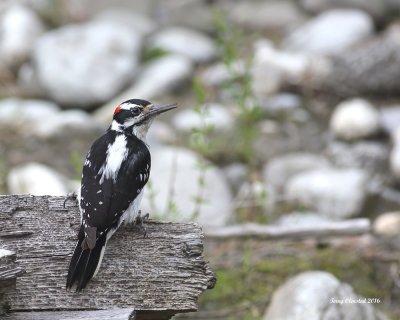 5-28-2016 Hairy Woodpecker at Water's Edge