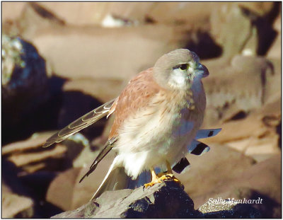 This young Kestrel and i are becoming good friends!
I took this pic from a distance of perhaps 6 meters  from him and he sat on the rock quite happily.