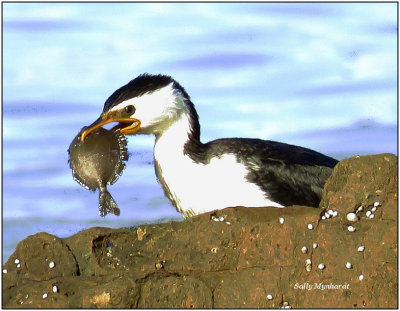 This Cormorant got lucky! So did i on my early morning walk.