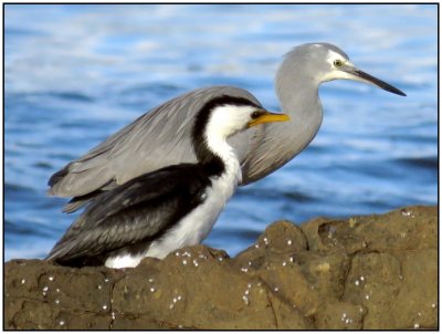 Friends! A blue Heron and Cormorant, often seen together on my early morning walk.