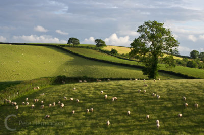 Light across the field with sheep grazing
