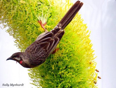 This Red Wattle bird was enjoying the nectar when i took this shot. Note the bees feasting too!