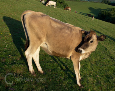 A posing cow