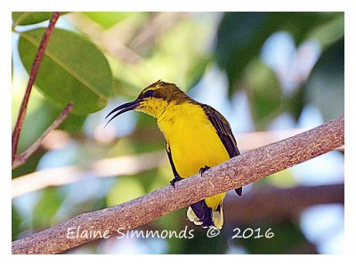 This little fellow has a long 
beak so he can delve into flowers
to drink the nectar.
This image was taken on Horn Island, in the
Torres Strait off the coast of far 
northern Queensland.