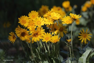 4-28-2016 Arrowleaf Balsamroot - Plain, Washington